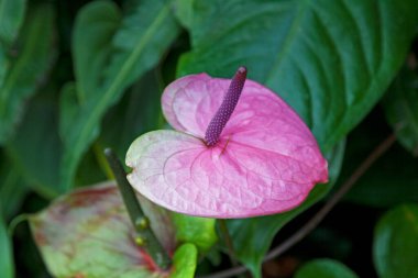 Pembe bir Anthurium 'a yakın çekim..