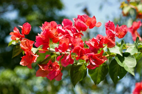 Bougainvillea dikenli asmalar, çalılar ve çiçeklerinin yanında çiçek gibi yaprakları olan ağaçların oluşturduğu bir cinstir..