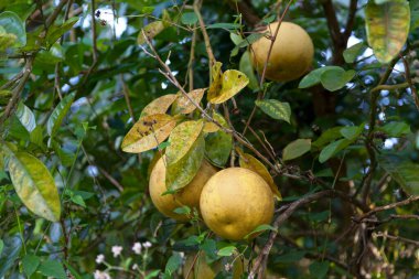 Full frame close-up on a polemos (Citrus maxima) hanging from a tree.
