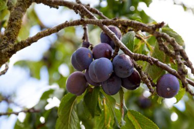 Ağaçtan sarkan damson eriklerine yakın çekim.