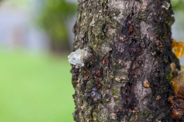 Şeftali ağacının özsuyuna yakın çekim. Hangzhou 'daki şeftali ağacında yetişir ve Tao Jiang olarak bilinen bir tatlı yapımında kullanılır, kabaca tercüme edersek, 