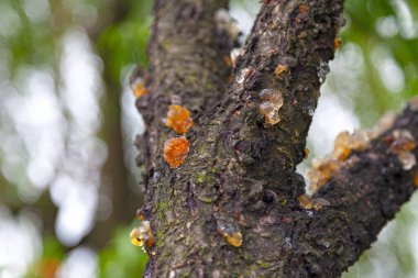 Şeftali ağacının özsuyuna yakın çekim. Hangzhou 'daki şeftali ağacında yetişir ve Tao Jiang olarak bilinen bir tatlı yapımında kullanılır, kabaca tercüme edersek, 