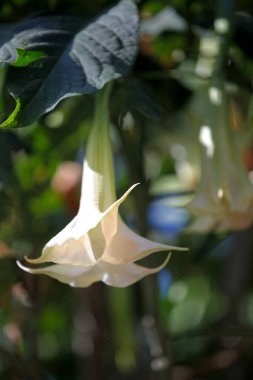 Beyaz Brugmansia, Angel 'ın trompetleri olarak da bilinir. Reunion Adası' nda çok popülerdir..