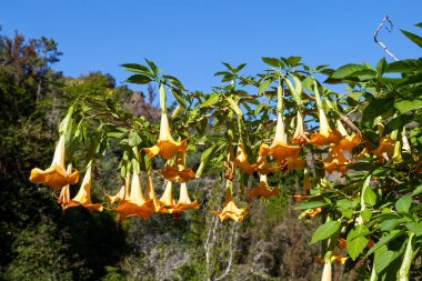 Brugmanya büyük, güzel kokulu çiçeklerdir. Melek trompetleri olarak da bilinir. Bu isim bazen yakın akraba olan Datura cinsi için kullanılır..