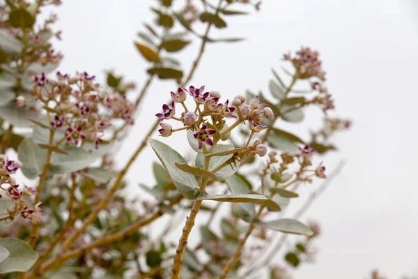 Άνθη Calotropis Percera Στην Έρημο Liwa Κοντά Στο Ντουμπάι — Φωτογραφία Αρχείου