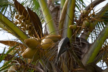 Büyümelerinin üç farklı aşamasında hindistan cevizi..