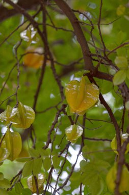 Averrhoa carambola, Oxalidaceae familyasından bir ağaç türü..