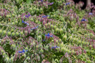 Borago (