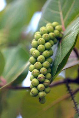 Coccoloba uvifera, karabuğday familyasından, Güney Florida, Bahamalar, Büyük ve Küçük Antiller gibi tropikal Amerika ve Karayipler 'in kıyılarında yetişen bir bitki türüdür.