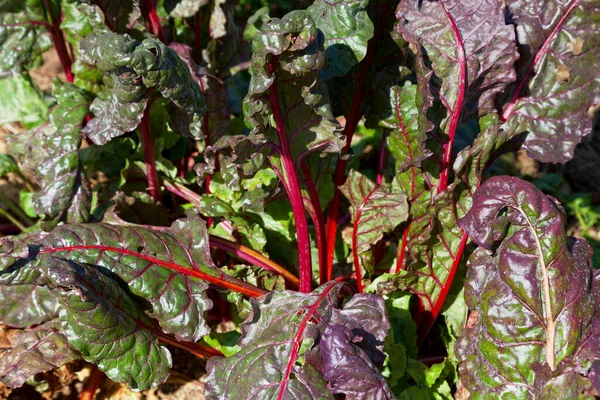 Beta vulgaris, Amaranthaceae familyasından Betoideae alt familyasına dahil olan bir bitki türü. Büyük Caryophyllales tarikatının ekonomik açıdan en önemli ürünüdür. Çok sayıda tarım grubu var, şeker pancarı, çok önemli.