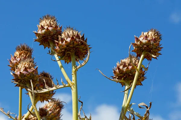 Cardoon Cynara Cardunculus Also Called Artichoke Thistle Thistle Plant Sunflower — Stock Photo, Image