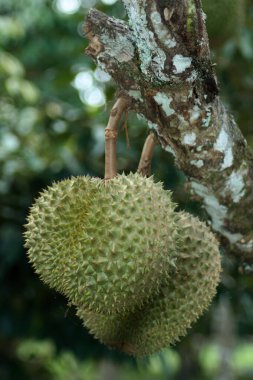 Ağaçtan sarkan Durianlara yakın çekim.