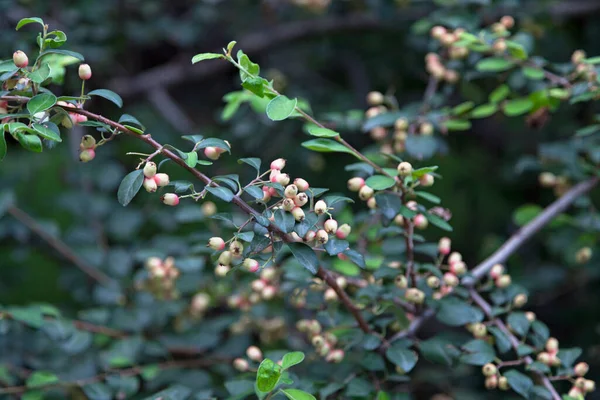 Cotoneaster Multiflora Comúnmente Conocida Como Bunge Cotoneaster Arbusto Caducifolio Perteneciente —  Fotos de Stock