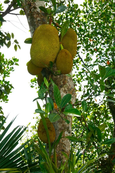 stock image A tropical fruit that grows on a tree of the Mulberry family. It is eaten raw, dried, or in cooked form in Southeast Asia and India. Sometimes called Langka. This cluster is on a tree growing in a village in the Mekong delta of Vietnam.