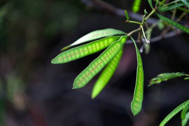 Leucaena löcocephala, Meksika 'nın güneyinde ve Orta Amerika' nın kuzeyinde yetişen küçük hızlı büyüyen bir mimozoid ağacıdır. Yaygın isimler arasında beyaz lider ağacı, jumbay, nehir demirhindi, Subabul ve beyaz popinac yer almaktadır..