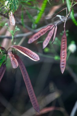 Leucaena löcocephala, Meksika 'nın güneyinde ve Orta Amerika' nın kuzeyinde yetişen küçük hızlı büyüyen bir mimozoid ağacıdır. Yaygın isimler arasında beyaz lider ağacı, jumbay, nehir demirhindi, Subabul ve beyaz popinac yer almaktadır..