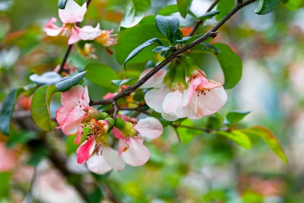 モールズクイズと呼ばれるチェノメレスの花のクローズアップ それは花開くクエーンの種です 一般的に栽培されている徹底した落葉性の低木です — ストック写真