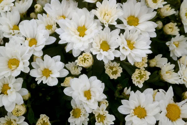Primer Plano Los Crisantemos Blancos —  Fotos de Stock