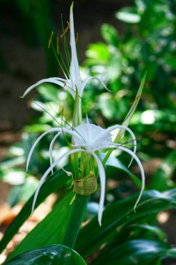 Beyaz bir Crinum Lily 'ye yaklaş..