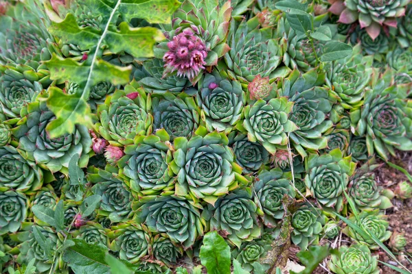 Close Common Houseleek Sempervivum Tectorum Floral Garden — Stock Photo, Image