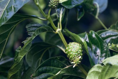 Ağaçtan sarkan bir noni 'ye yakın plan..