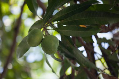 Yeşil mangolara yakın çekim hala bir mango ağacının dalına bağlı..