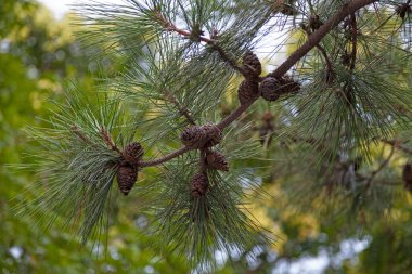 Çin kırmızı çamı, Mançurya kırmızı çamı ya da Güney Çin çamı olarak da bilinen Pinus tabloeforis Carr 'ın çam kozalaklarına yakın plan..