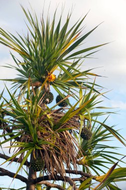 Bir Pandanus utilis (yaygın Screwpine olarak da bilinir), adı ne olursa olsun, çam ağacı değil, tek karyoladır..