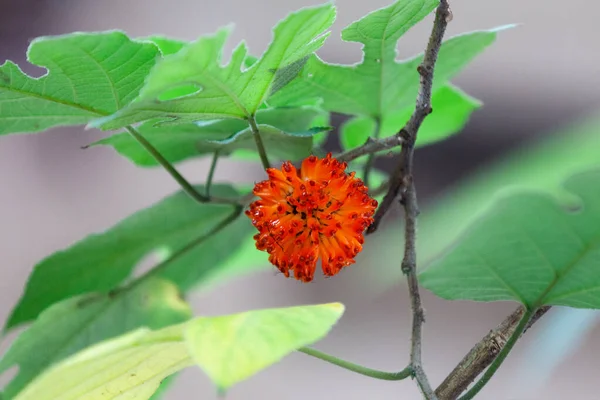 ペーパー マルベリー ブロッソニア パピリフィエラ モルスパピリフェラL 家族のモリス科の花の植物の種です — ストック写真