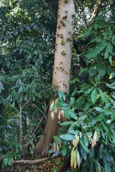 Ficus Superba 也被称为Sea Fig Strgler Fig或Deciduous Fig 是一种由Ficus属组成的半附生植物树 — 图库照片