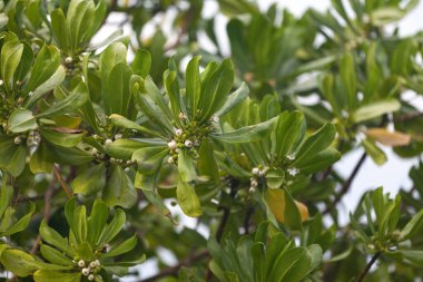 Plaj lahanası, deniz marulu, plaj naupakası, naupaka kahakai, magoo, merambong, ngahu, Veloutier vert ve Manioc marron bord de mer olarak da bilinir.