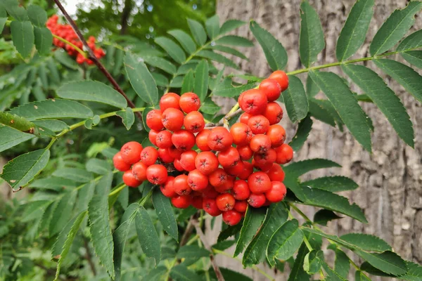 Sorbus Aucuparia Commonly Called Rowan Mountain Ash Species Deciduous Tree — Stock Photo, Image