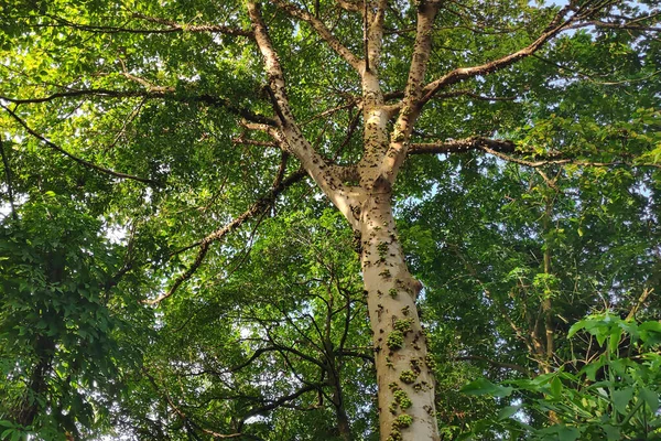 Ficus Superba Auch Als See Würge Oder Laubfeige Bekannt Ist — Stockfoto