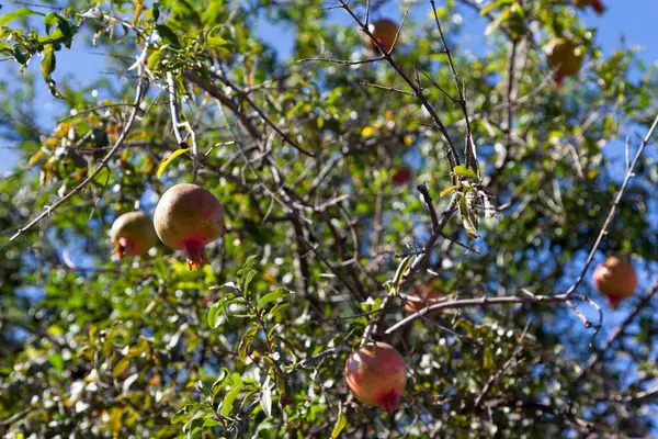 Zbliżenie Drzewo Granatu Owocami — Zdjęcie stockowe