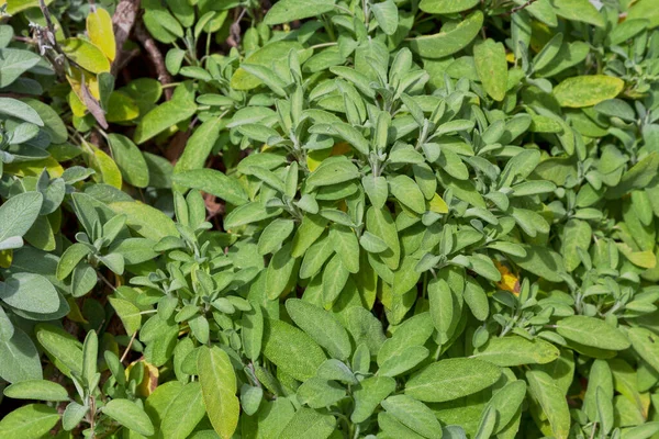 Primer Plano Una Salvia Officinalis Huerto — Foto de Stock