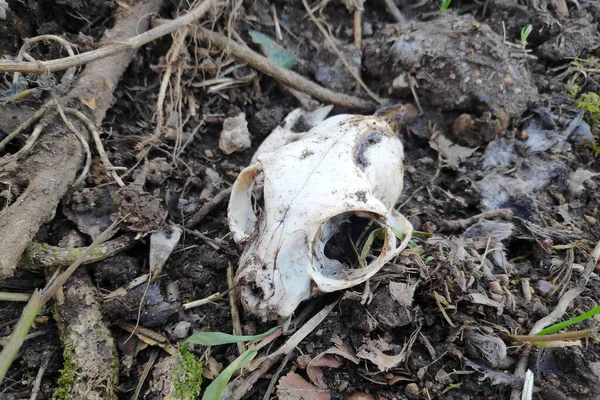Close-up on a cat skull in a meadow