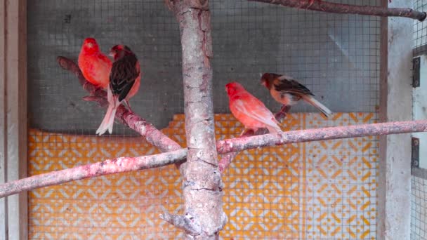彼らの鳥の檻に国内のカナリアのグループを閉じる — ストック動画
