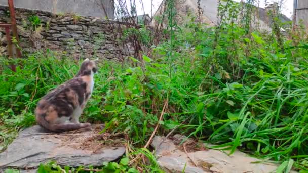 Female Calico Cat Pounding Prey High Grass Abandoned Courtyard — Stock Video