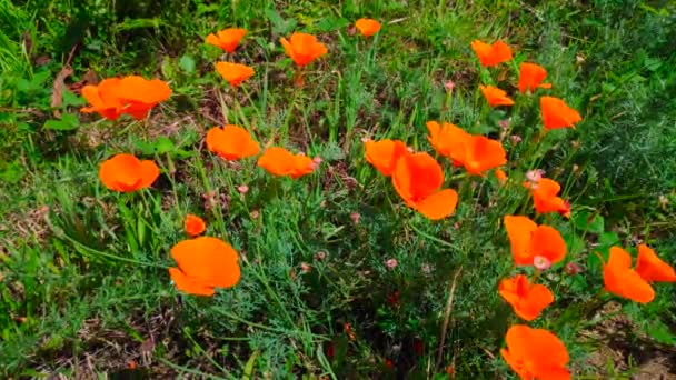 Närbild Kalifornien Poppies Vetenskapligt Kallas Escholzia Cand Nica — Stockvideo