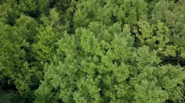 Fransa 'daki bir ormanın ağaç tepe örtüsünden ilerleyen hava izleme görüntüleri..