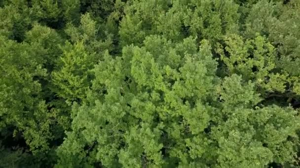 Strzał Lotu Ptaka Kierunku Korony Drzew Francji — Wideo stockowe