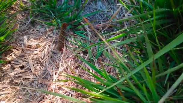 Close Hairy Brown Caterpillar Crawling Grass — Stock Video