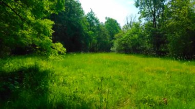 Hafif bir esinti ormanın ortasında çimleri hareket ettiriyor..