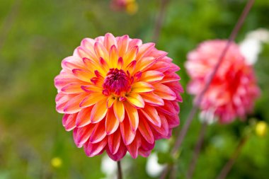 Dahlia çiçeğinin başına yakın plan..