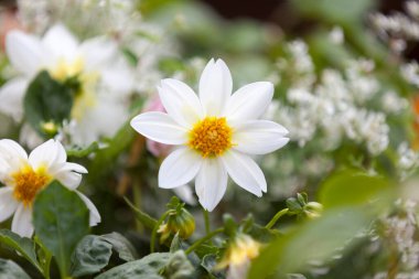 Beyaz tek çiçekli yıldız çiçeklerine yakın çekim.