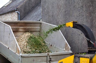 Sycamore akçaağacı yonga makinesi tarafından öğütülüyor..