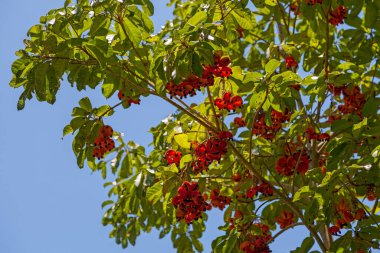 Sterculia Kadrifida, (ayrıca yer fıstığı ağacı veya kırmızı meyveli kurrajong olarak da bilinir) yağmur ormanları, sarmaşık çalıları ve Queensland kıyıları, Kuzey Bölgesi ve Yeni Güney Galler 'in kuzeydoğusunda yetişen küçük bir ağaçtır..