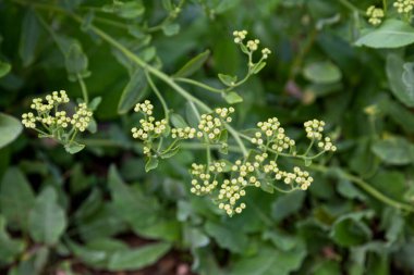 Mutfak bahçesindeki bir nane sardunyasına (Tanasetum balsamita) yakın plan..