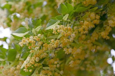 Tilia cordata (küçük yapraklı kireç, ara sıra küçük yapraklı ıhlamur veya küçük yapraklı ıhlamur), Avrupa 'nın büyük kısmında yetişen bir Tilia türüdür..