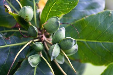 Terminalia catappa, Afrika, Asya ve Avustralya 'nın tropikal bölgelerinde yetişen lider ağaç familyası Combretaceae' de bulunan büyük bir tropikal ağaçtır. İngilizce 'de bilinen adıyla country-badem, Indian-bamond, Malabar-badem